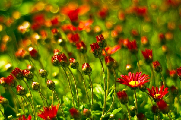 Rojo flores campo fondo — Foto de Stock