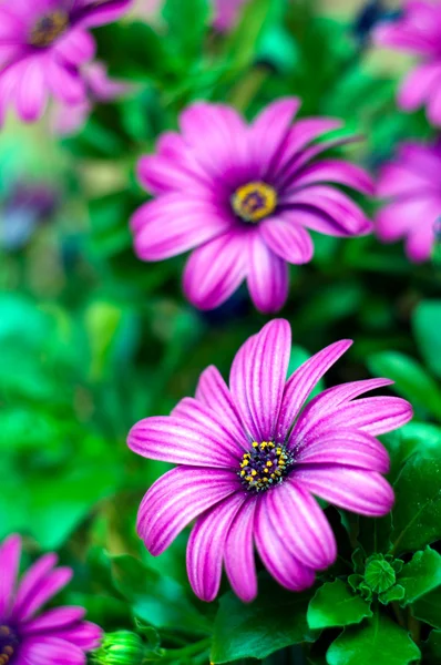 Viola fiori sfondo — Foto Stock
