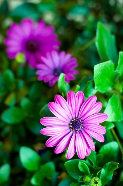 Purple flowers background — Stock Photo, Image