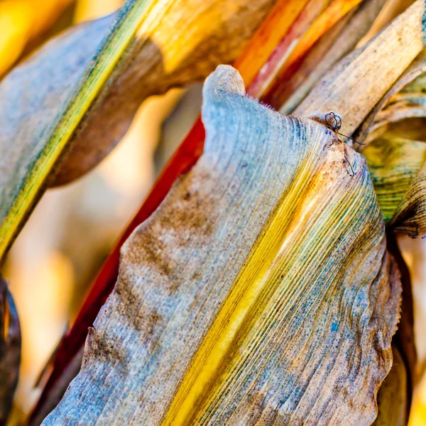 Colorful corn leaf closeup — Stock Photo, Image