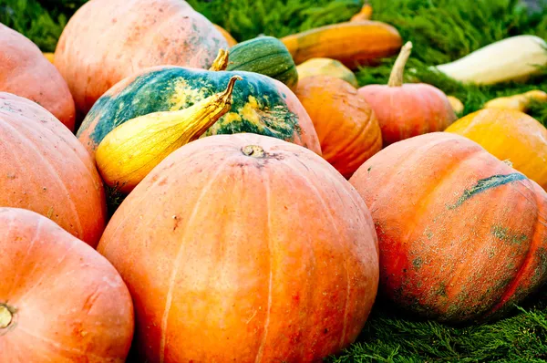 Saisonnière Pumpkin Background — Photo