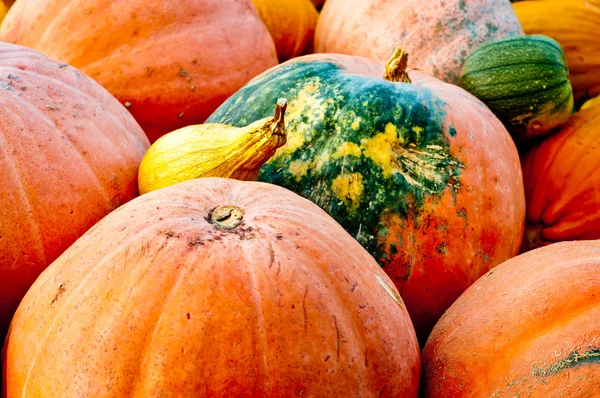 Seasonal Pumpkin Background — Stock Photo, Image