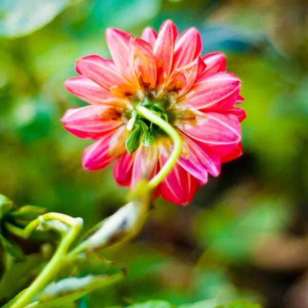 Dália vermelha fundo da flor — Fotografia de Stock