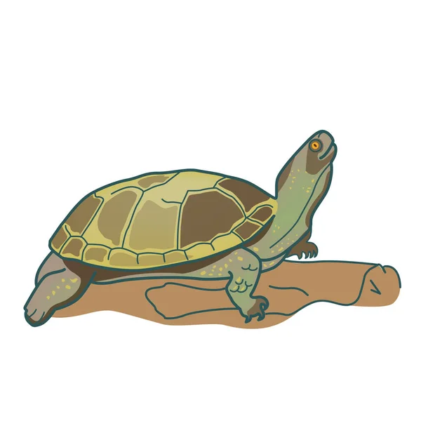 Drawing European Marsh Turtle Emys Orbicularis Vector Illustration Poster Logo — Stock Vector
