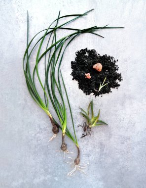 Bahar bitkisi nakli için yığın, çiçek kökleri, toprak, kara toprak, drenaj, gri arka planda yeşil otlar, üst görünüm fotoğrafı, ekolojik kavram