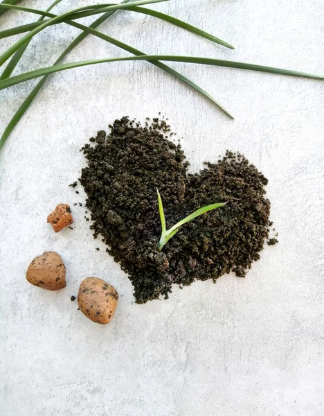 Pile Earth Spring Transplant Home Plants Sprout Houseplant Heart Shaped — стоковое фото