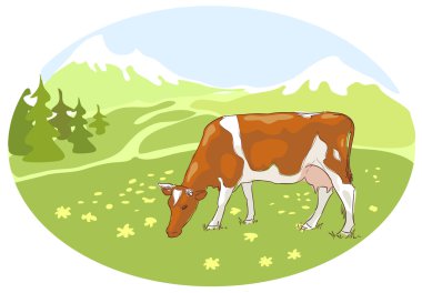 Beyaz ve kırmızı inek üzerinde alpin çayır sıyrılmak.
