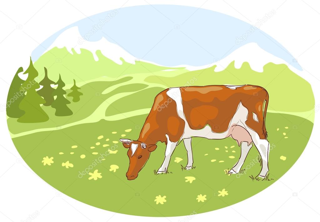 The white and red cow is grazed on the Alpine meadow.