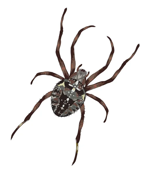 haç şeklinde bir sırt üstü çizim ile büyük örümcek.