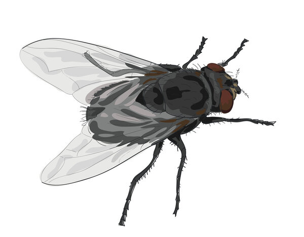 Муха насекомых изолирована на белом фоне.