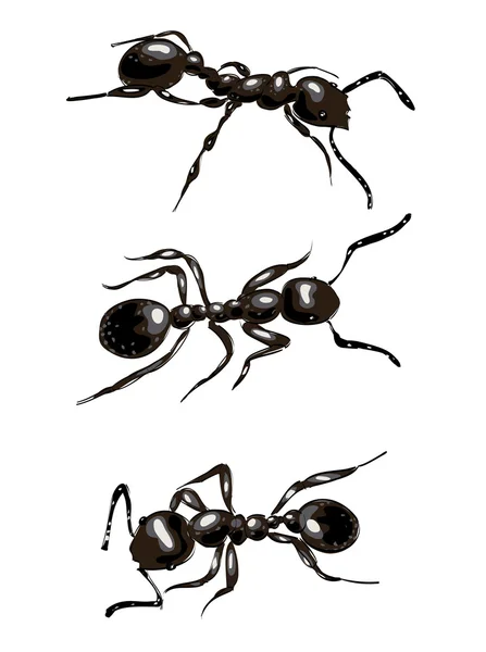 Formigas negras. Isolado sobre fundo branco . — Vetor de Stock