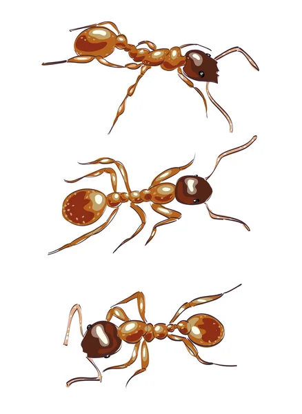 Des fourmis rouges. Isolé sur fond blanc . — Image vectorielle