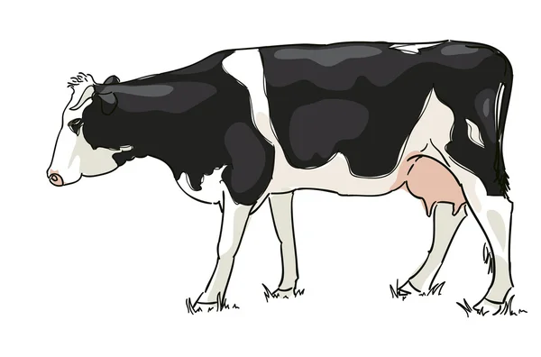 The white and black cow is grazed — Stock Illustration The white and black cow is grazed Vector Graphics