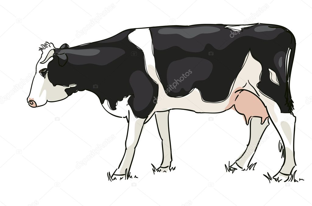 The white and black cow is grazed