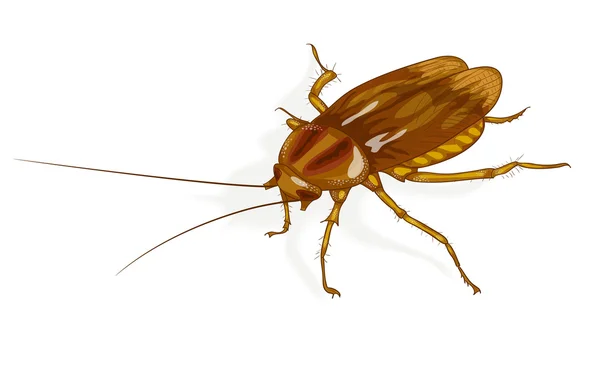 Cockroach. — Stock Vector