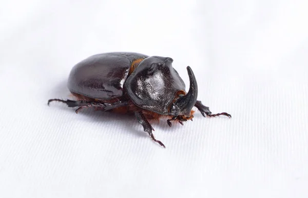 Coléoptère Rhinocéros Européen Oryctes Nasicornis Sur Fond Blanc — Photo