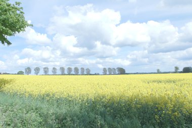 Kolza (Brassica napus)