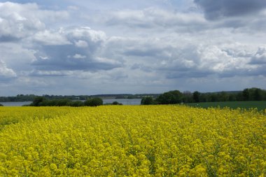 Kolza (Brassica napus)
