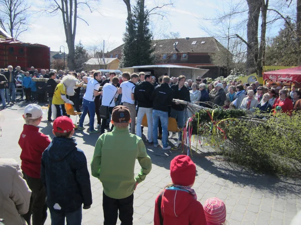 Maibaumaufstellen — Stockfoto