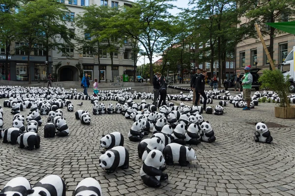 Pandy v Kielu — Stock fotografie