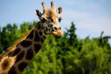 Zürafa (zürafa zürafa)