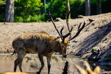 Père David's deer (Elaphurus davidianus)