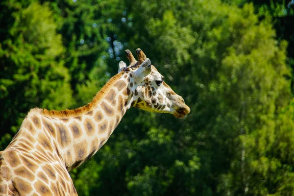 Żyrafa (giraffa camelopardalis) — Zdjęcie stockowe