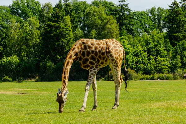 Giraffe (giraffa camelopardalis) — Stockfoto