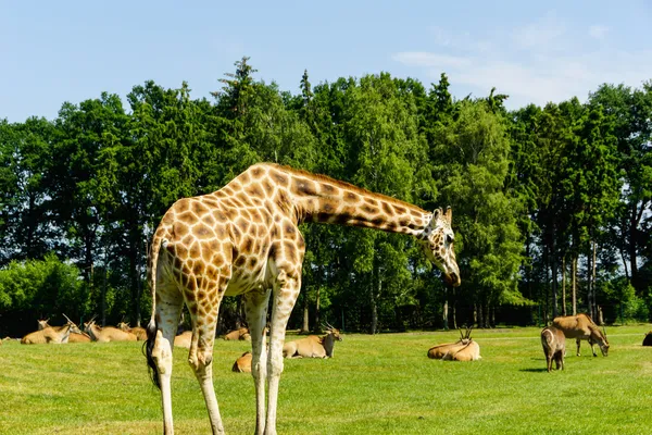 Giraffe (giraffa camelopardalis) — Stockfoto