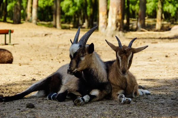 Two goats — Stock Photo, Image