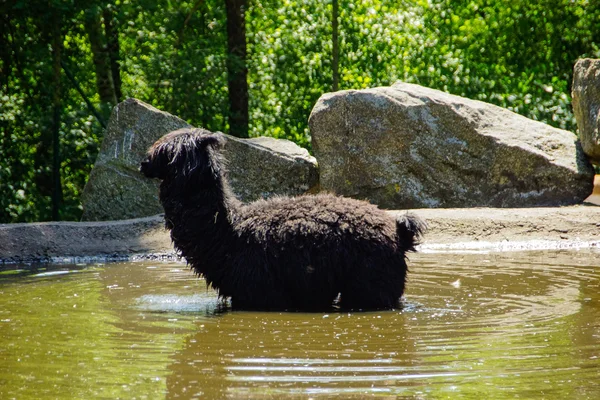 Alpaca (Vicugna pacos) — Stock Photo, Image