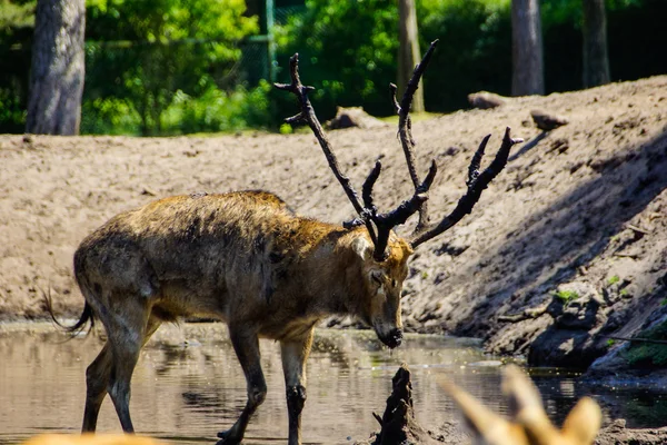 Père David's deer (Elaphurus davidianus)