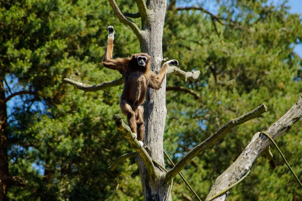 Mono araña de cabeza marrón (Ateles fusciceps fusciceps  ) — Foto de Stock