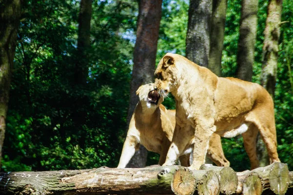 O leão (Panthera leo ) — Fotografia de Stock