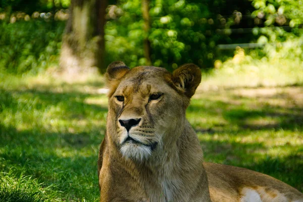 O leão (Panthera leo ) — Fotografia de Stock