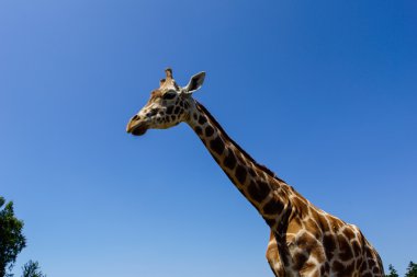 Zürafa (zürafa zürafa)