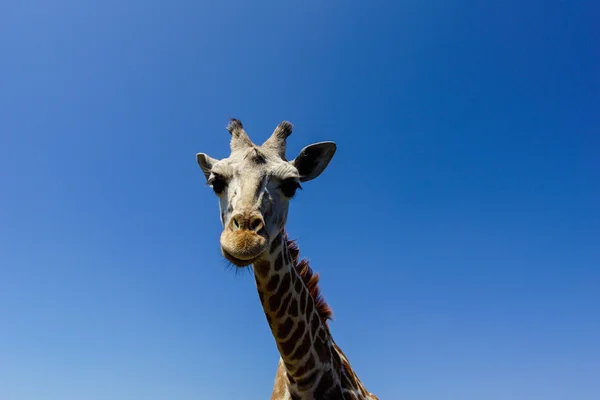 Giraffe (Giraffa camelopardalis) — Stock Photo, Image