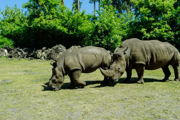 Square-lipped rhinoceros (Ceratotherium simum) — Stock Photo, Image