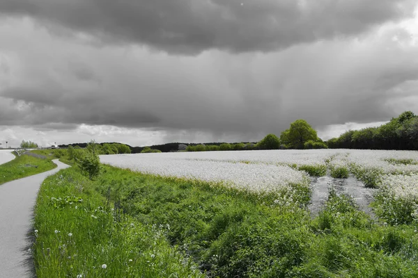 Rapeseed (Brassica napus) — Stock Photo, Image