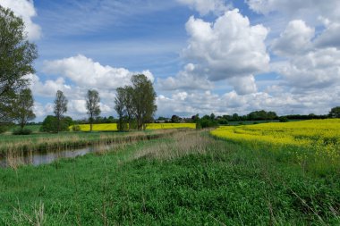 Kolza (Brassica napus)