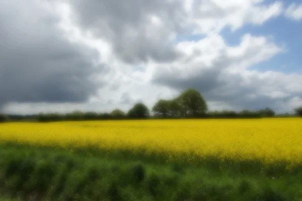 Raps (brassica napus)) — Stockfoto