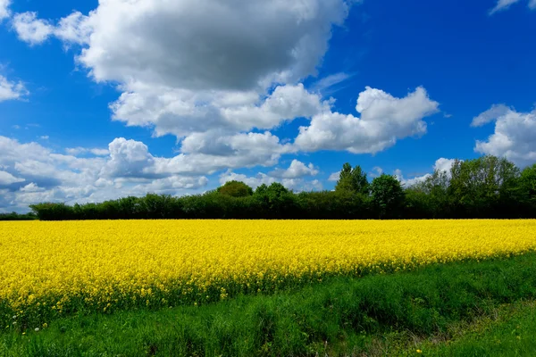 Colza (Brassica napus ) — Foto Stock