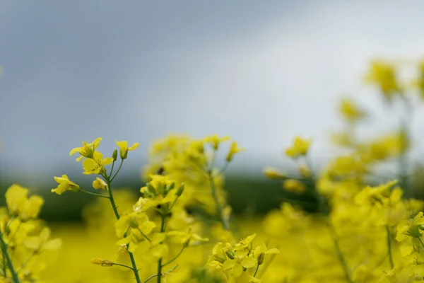 Kolza (Brassica napus)