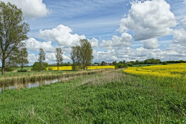 Raps (Brassica napus) — Stockfoto