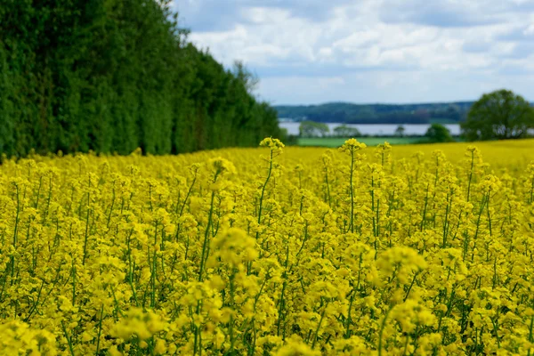 Řepky (Brassica napus) — Stock fotografie