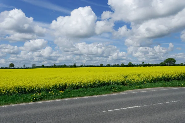 Řepky (Brassica napus) — Stock fotografie