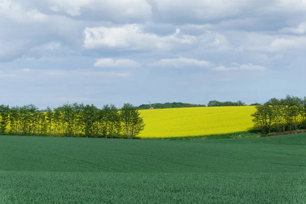 Řepky (Brassica napus) — Stock fotografie