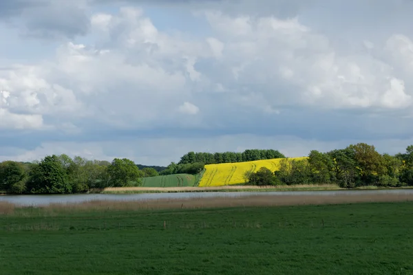 Řepky (Brassica napus) — Stock fotografie