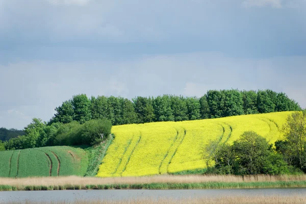 Řepky (Brassica napus) — Stock fotografie