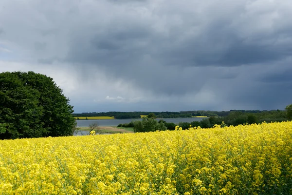 Řepky (Brassica napus) — Stock fotografie